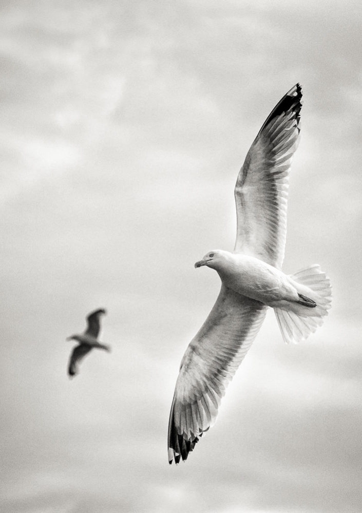 Two Seagulls