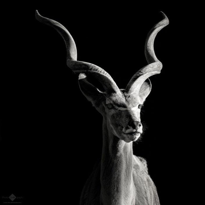 Greater Kudu