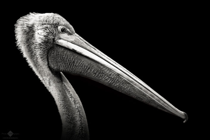 Pelican