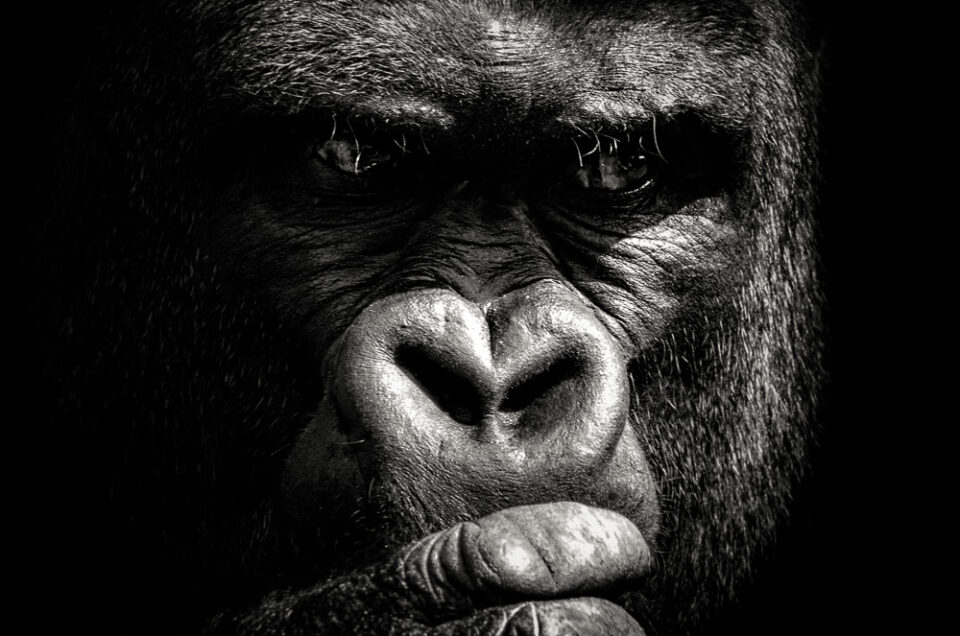 Thoughtful Gorilla