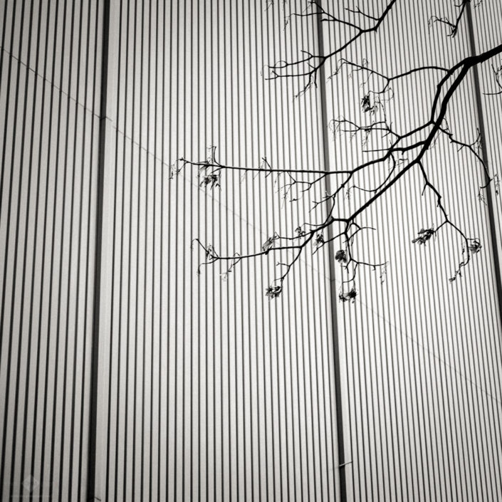Twigs and Walls