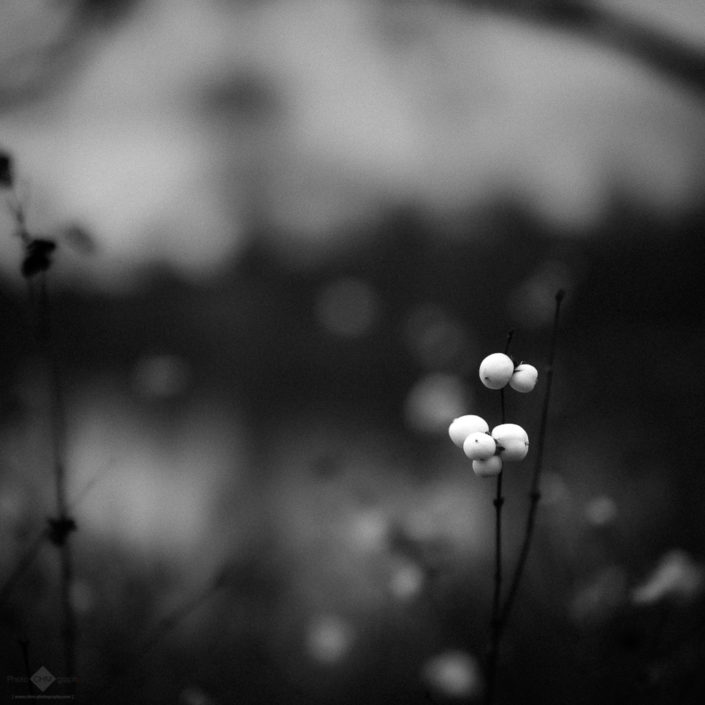 Snowberries
