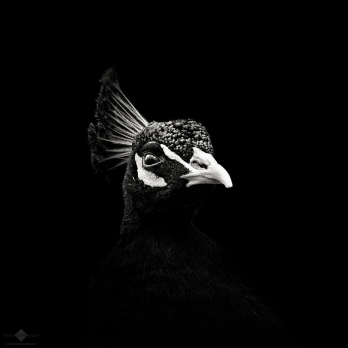 The Sceptic