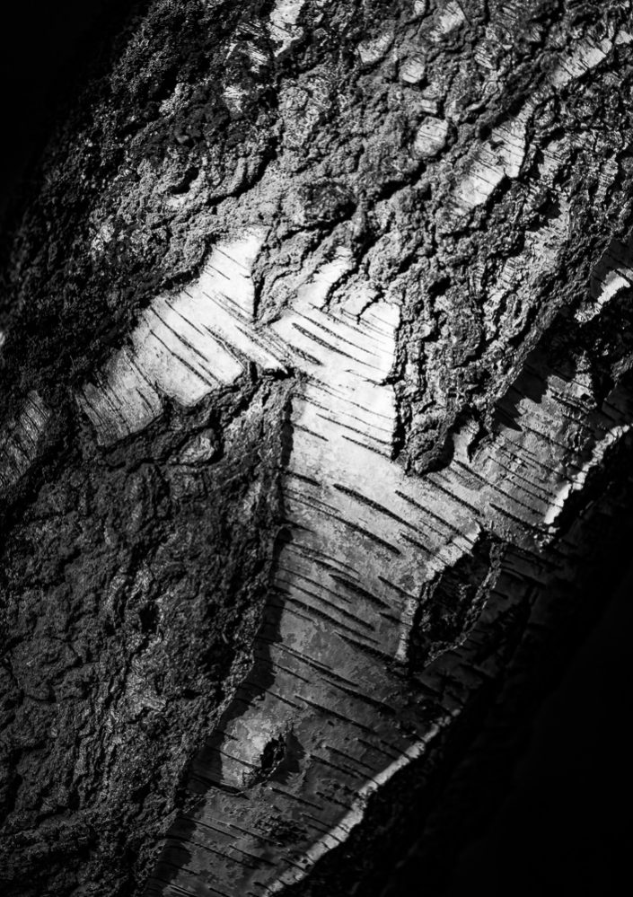 Birchbark