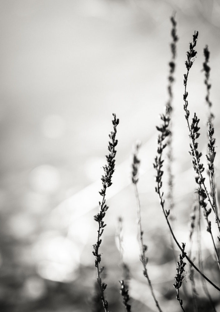 Water Plants