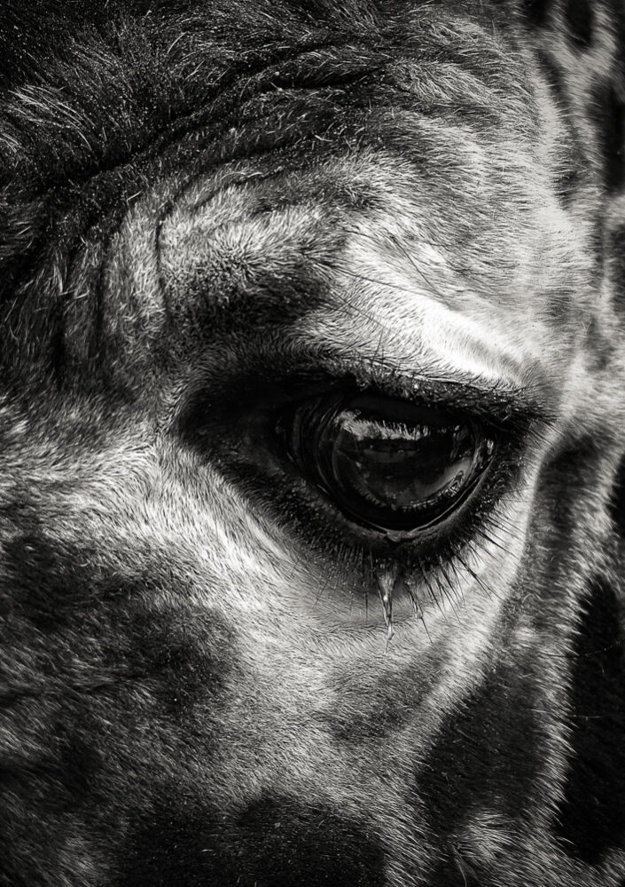The Tear of the Giraffe