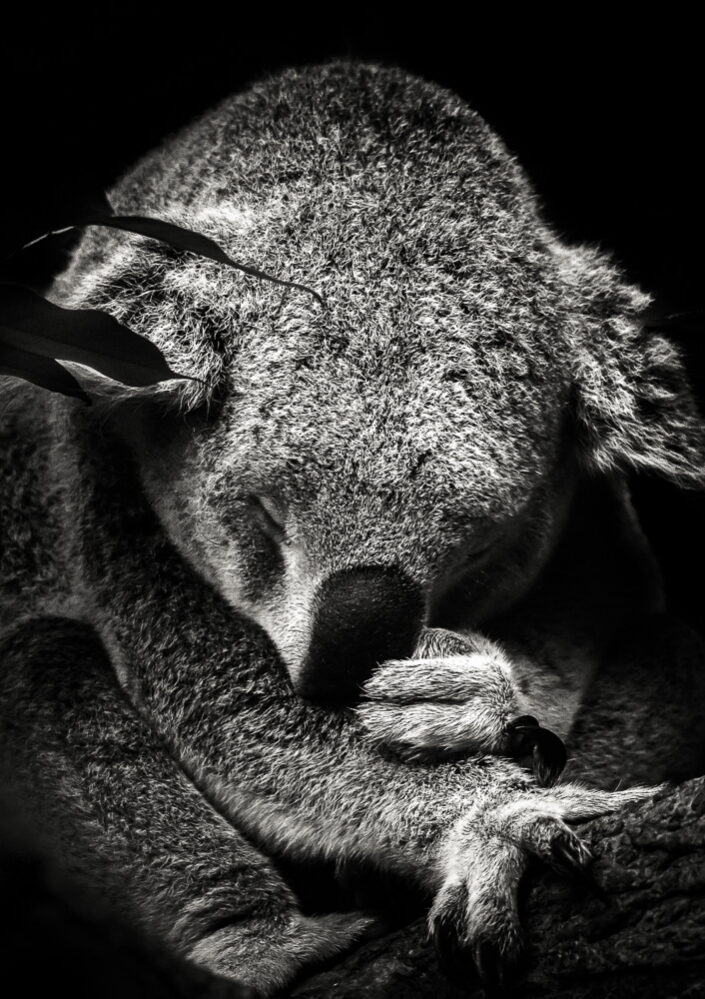 Sleeping Koala