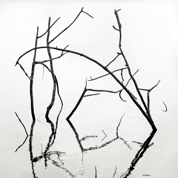 Dead Branches