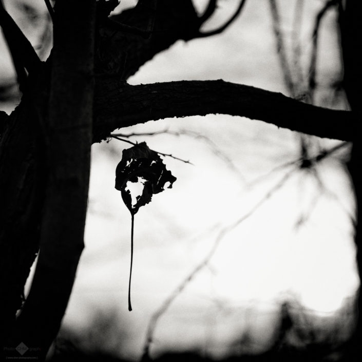 Undead Leaf