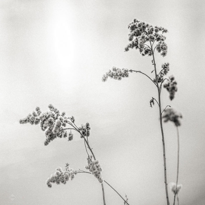 Water Plants