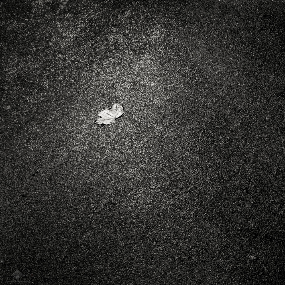 Leaf on Duckweed