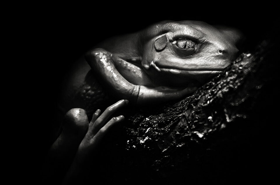 Le Frog