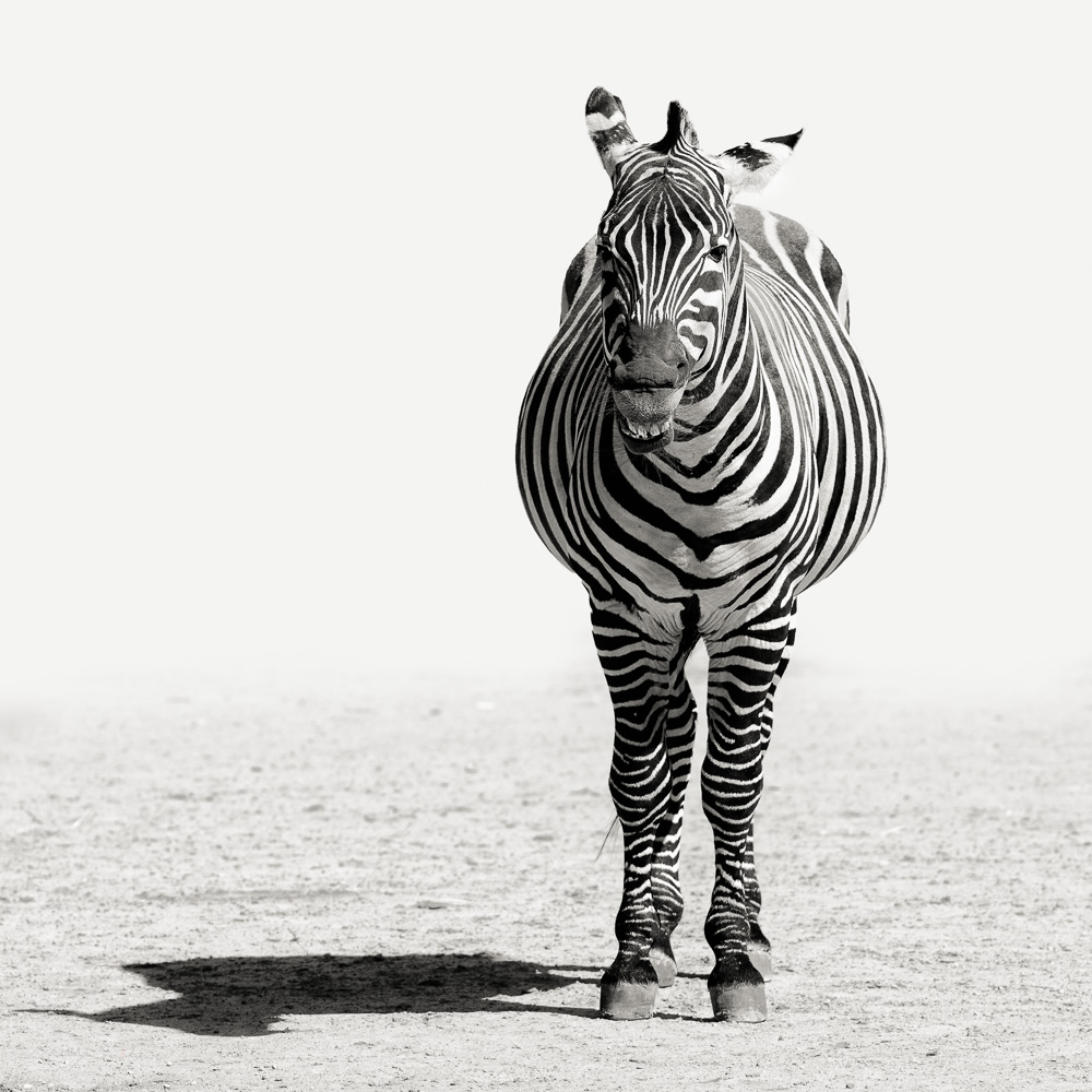 Grinning Zebra