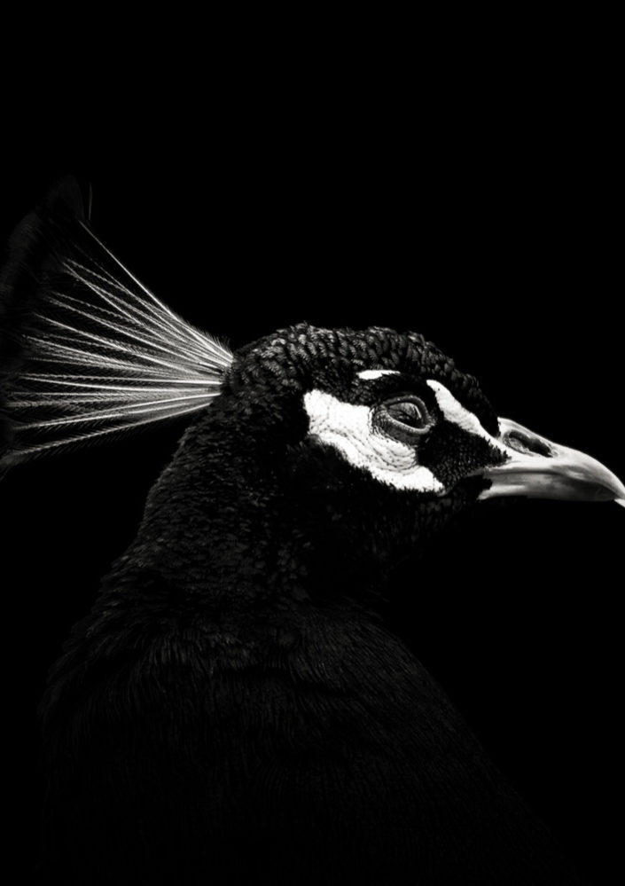 The Skeptic (Peacock #4)