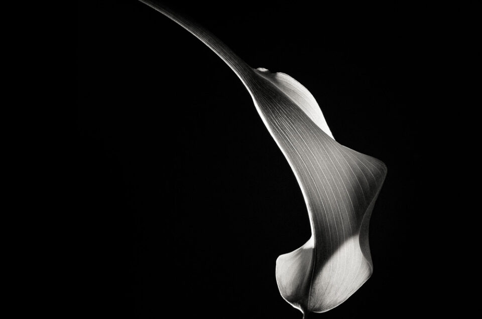 Hummingbird Abstraction (Calla Lily #3)