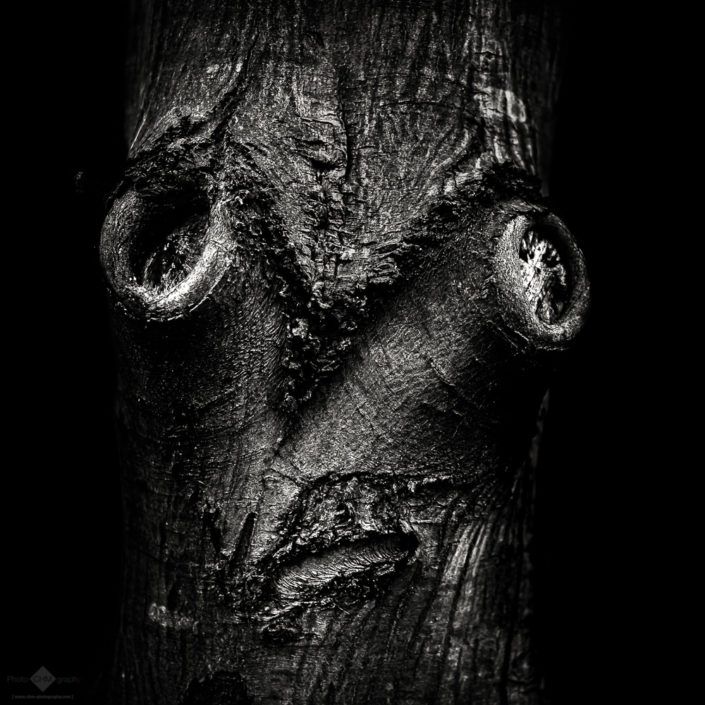 Tree Face #1