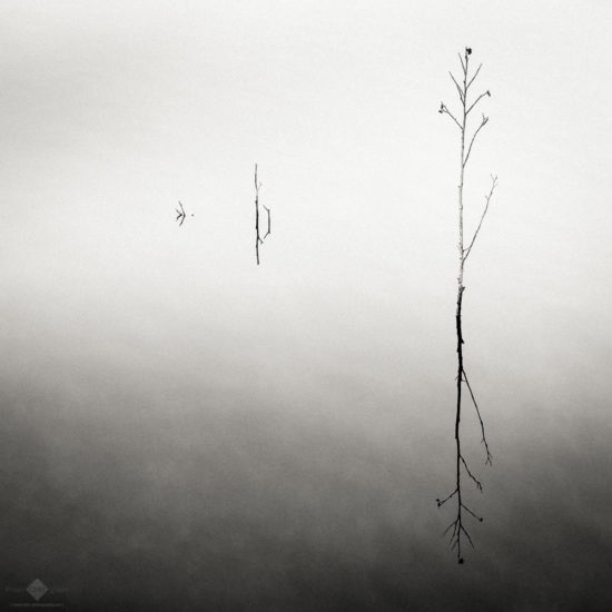 Water Vegetation