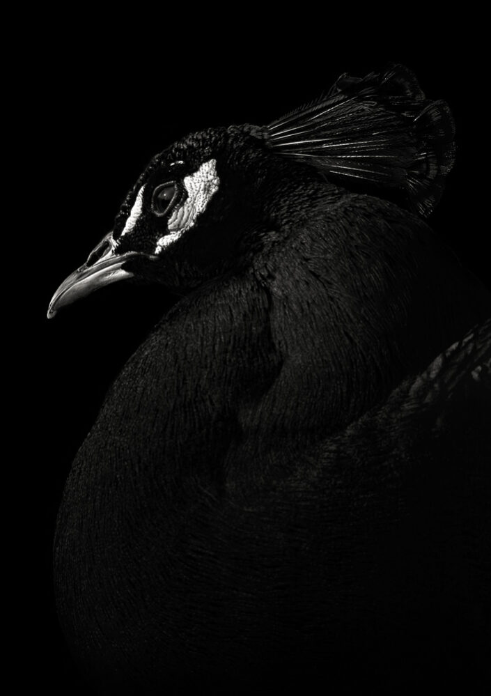 Peacock #5