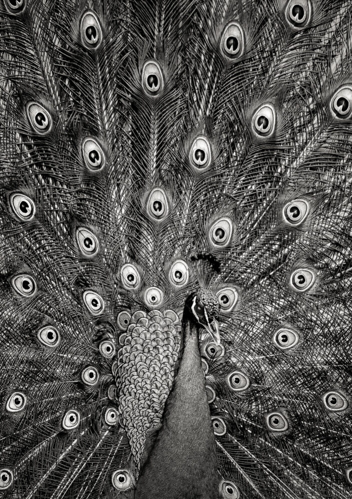 Peacock #6