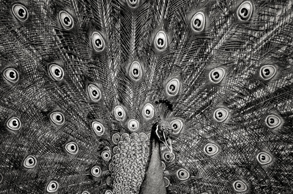 Peacock #6