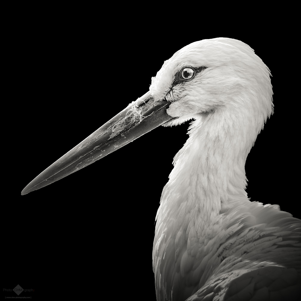 White Stork #4