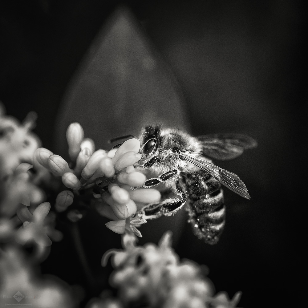 Busy Bee #6