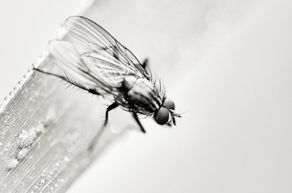 Musca Domestica