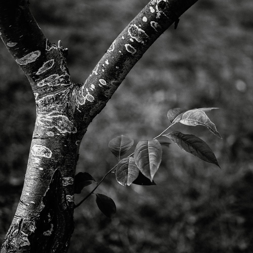 Leaves and Branches (Norderney #76)