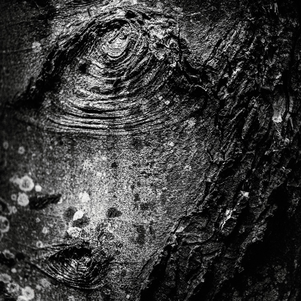 Tree Face #7 (Norderney #70)
