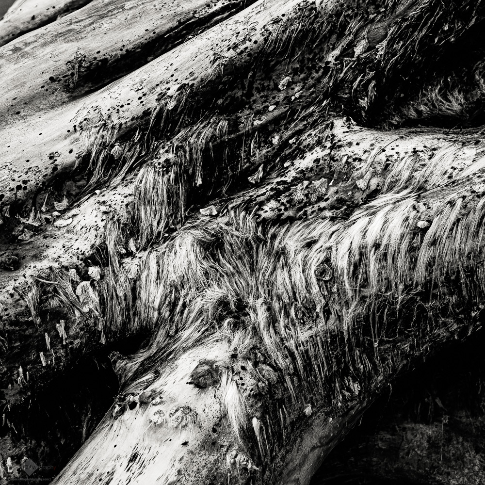 Driftwood Study (Norderney #141)