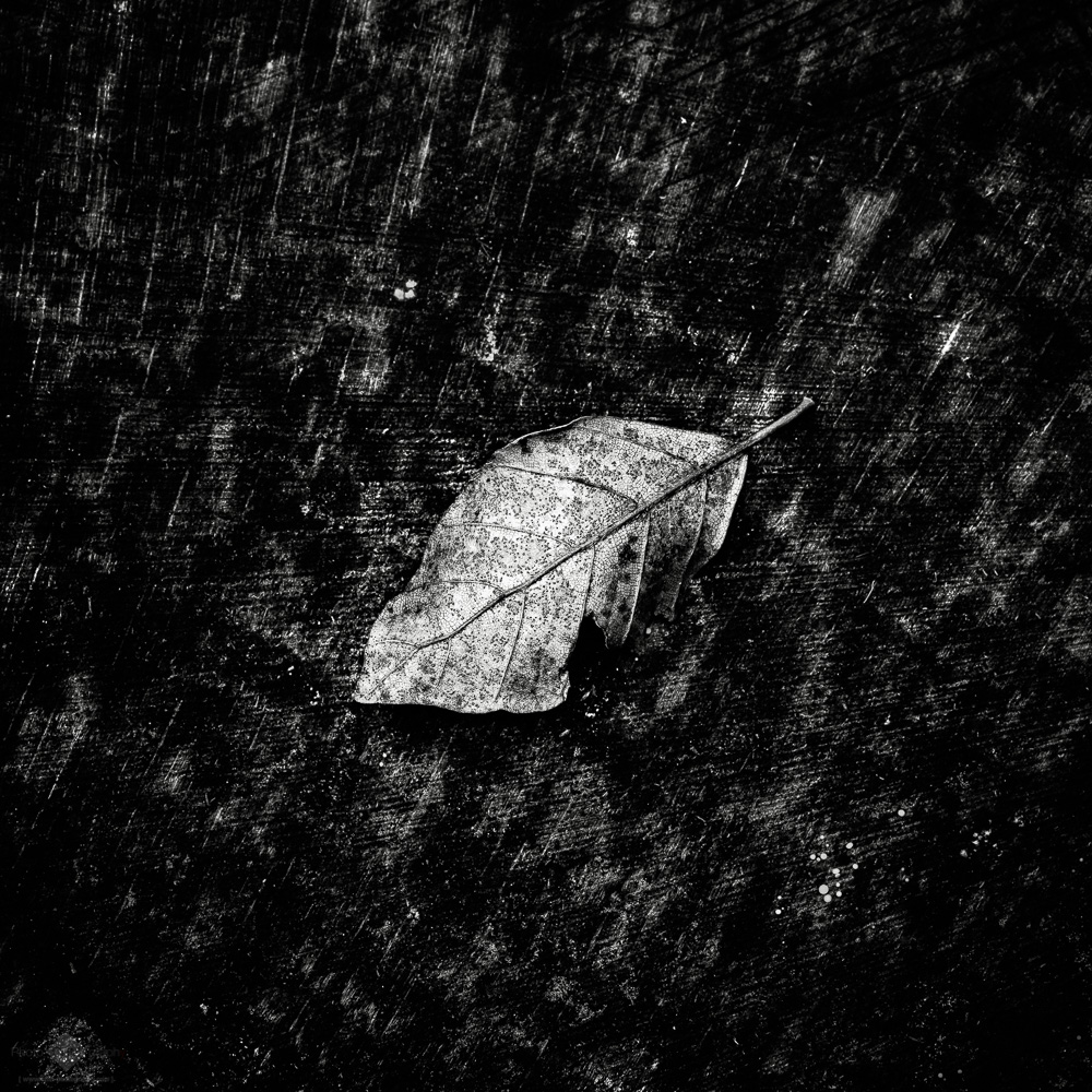 Fall #24