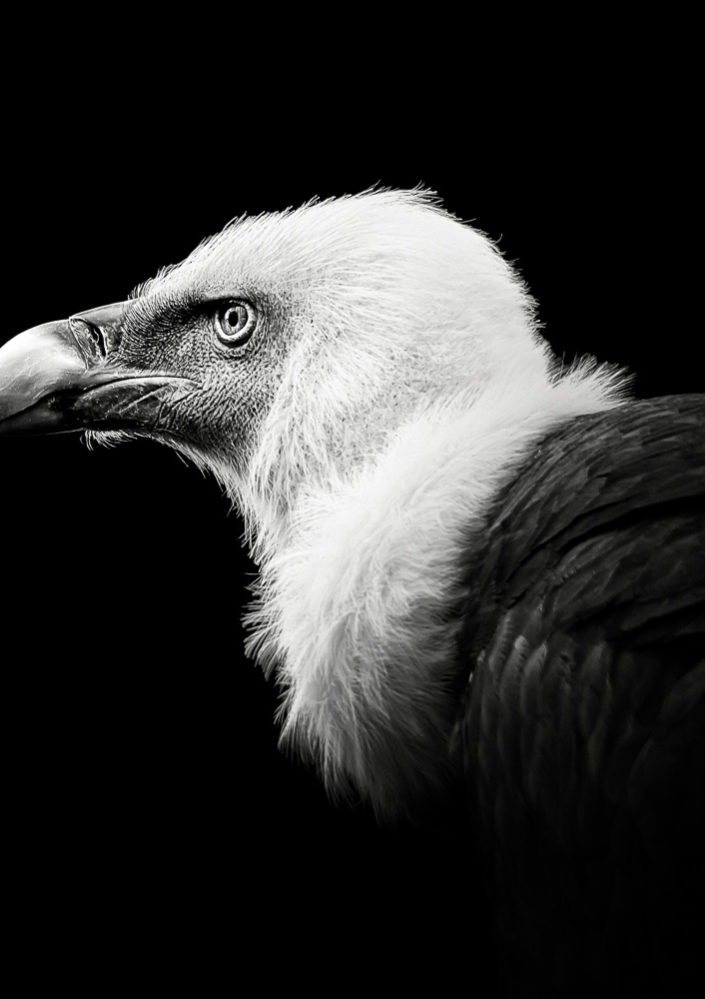 Eurasian Griffon #5