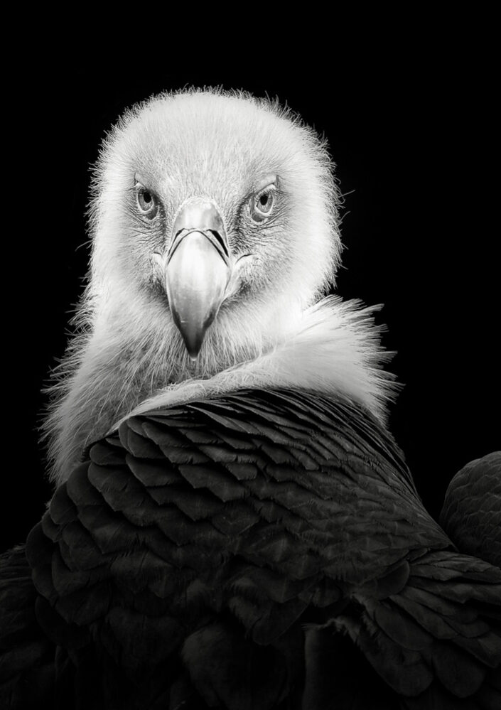 Eurasian Griffon #6