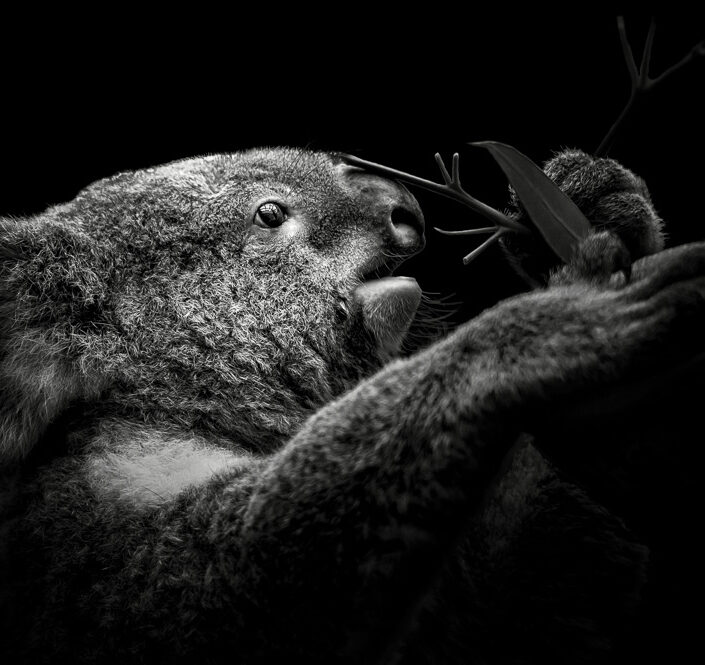 Koala #8