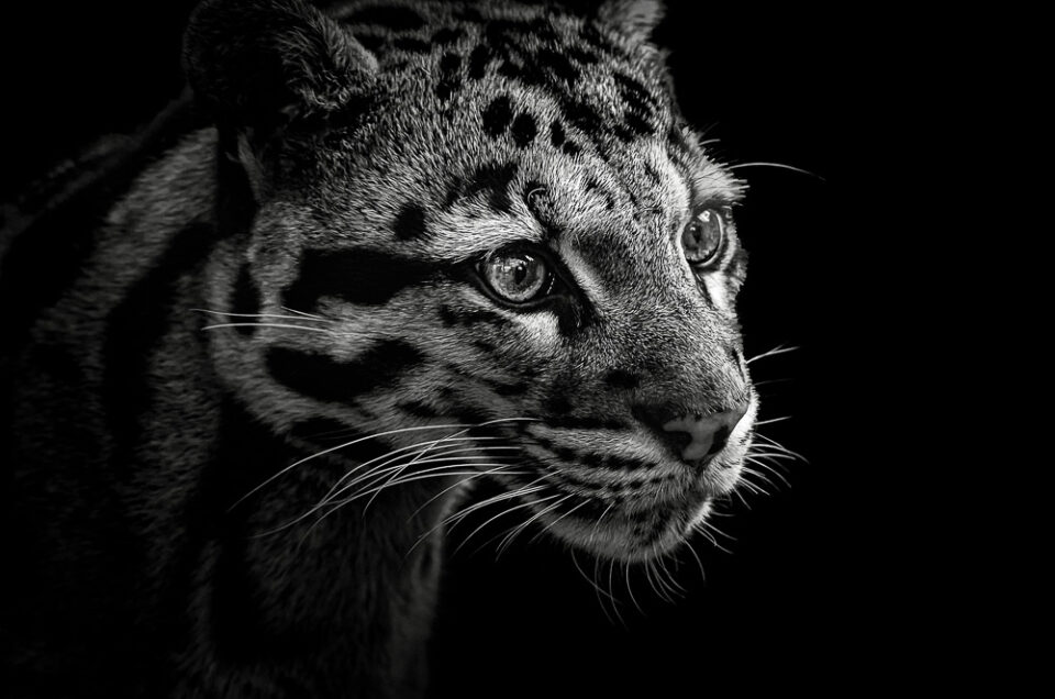 Clouded Leopard #1