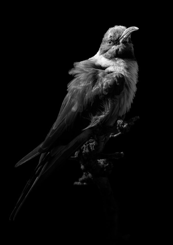 Bee-Eater
