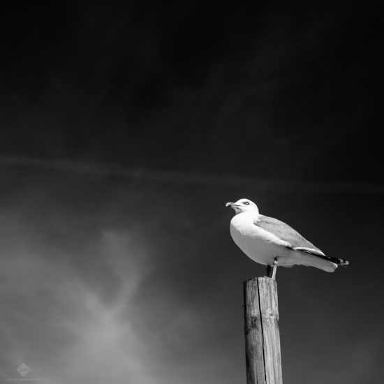 Norderney #185