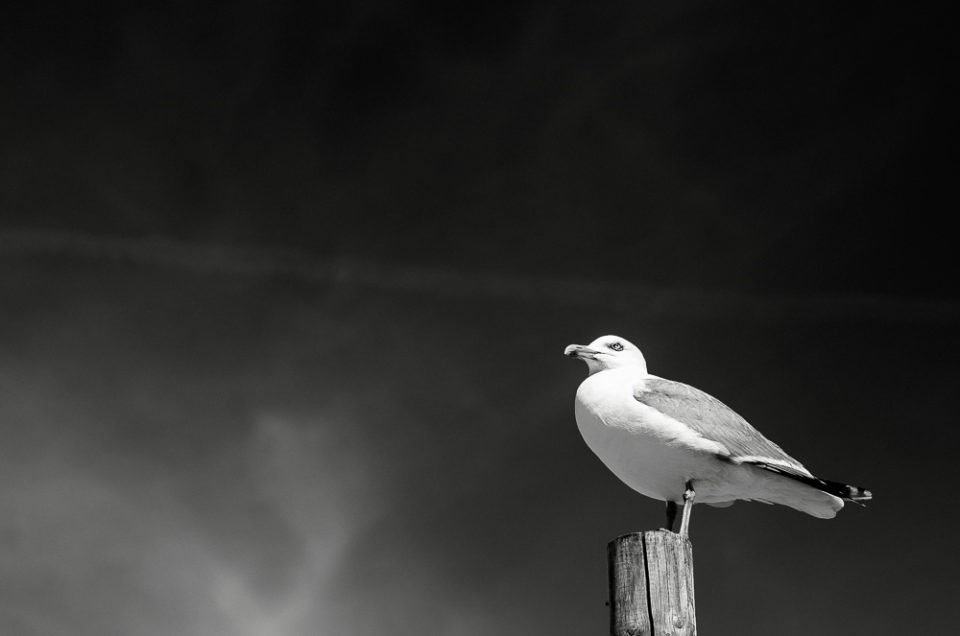 Norderney #185