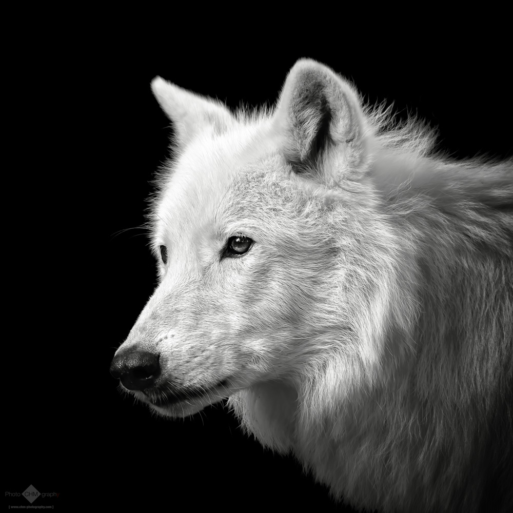 White Wolf #2