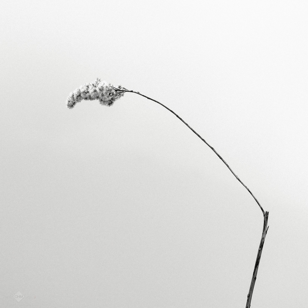 Water Vegetation
