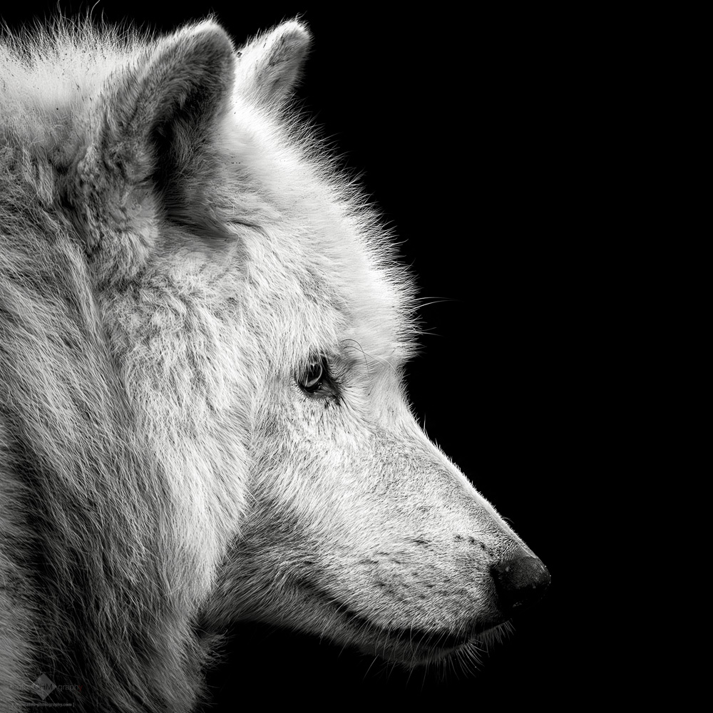 White Wolf #3