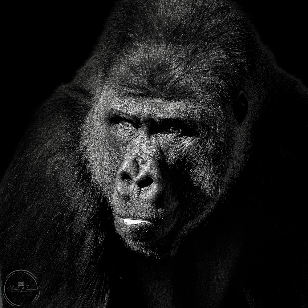 Gorilla