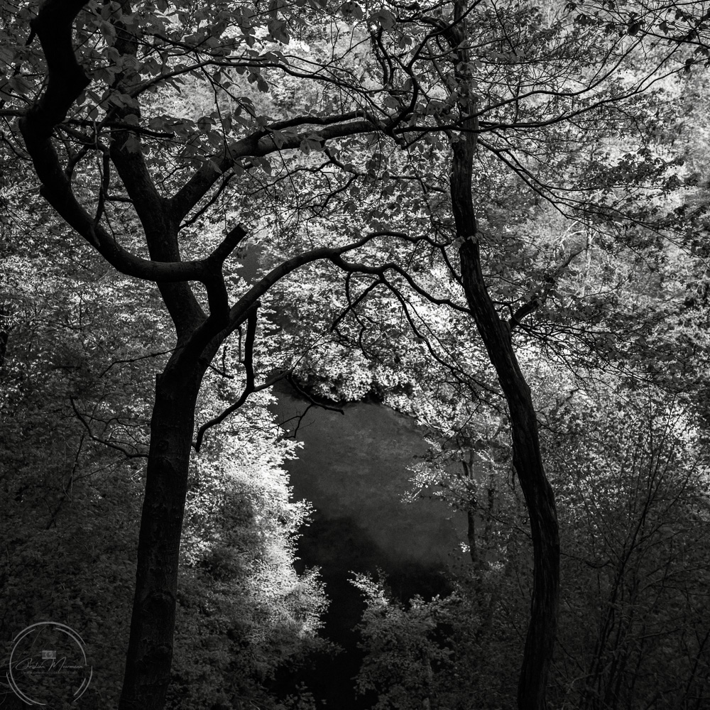 Woodland Study #2
